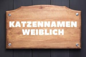 Katzennamen weiblich